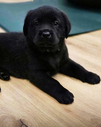 Labradorský Retriever s PP
