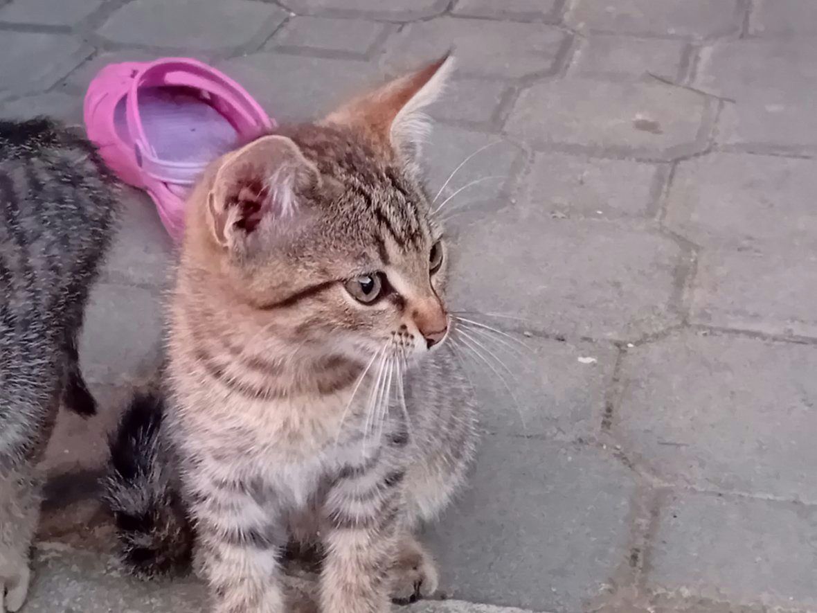 Dvě mourovatá koťátka