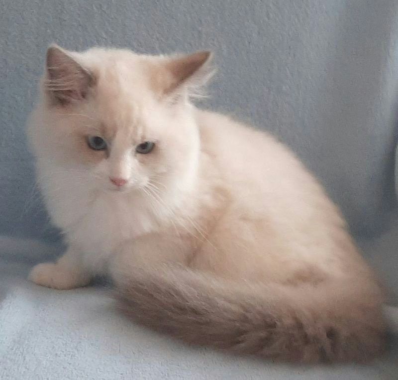 RAGDOLL koťátka: