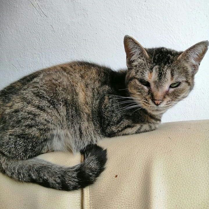 Kočka domácí