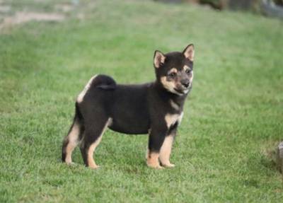 Shiba-inu - Chebr na prodej bez PP