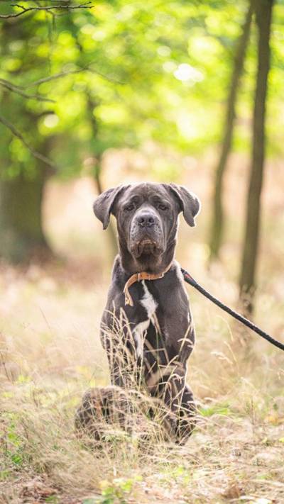 Italský corso pes (Cane Corso)