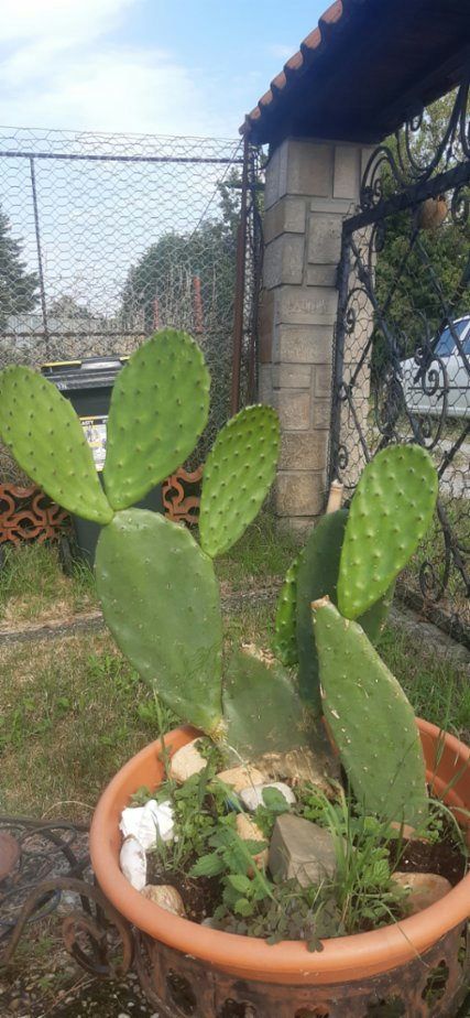 Kaktusy Mexico, Portugalsko, Španělsko