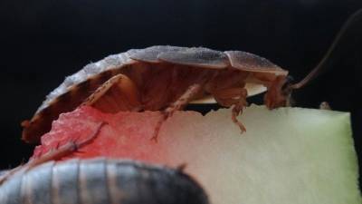 Šváb argentinský Blaptica dubia z Brna