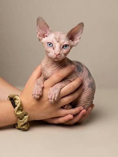 SPHYNX koťátko bez PP