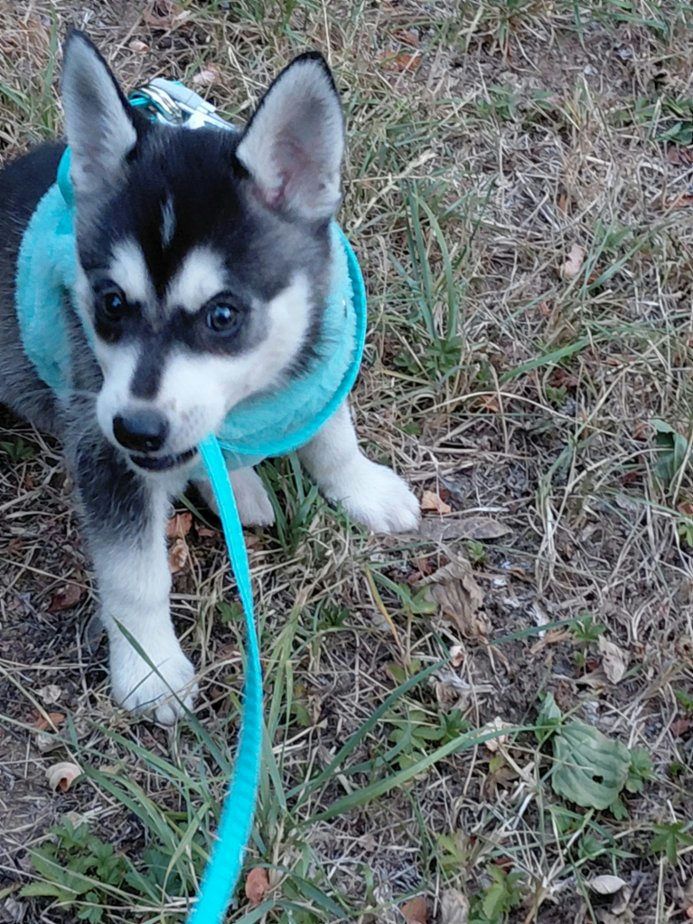 Alaskan Klee Kai