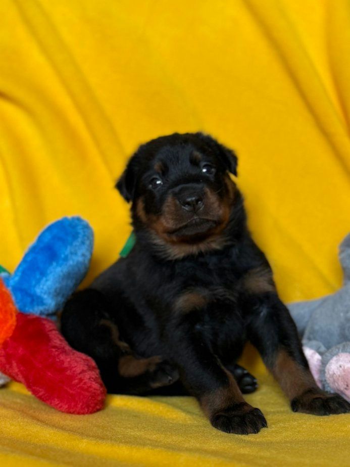 Beauceron štěňátka s PP