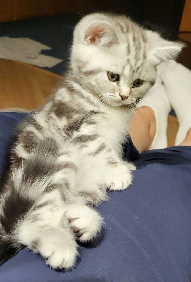 Britský kocourek WHISKAS