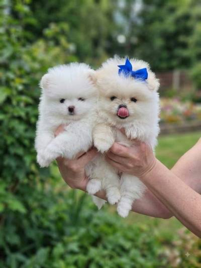 Pomeranian mini s PP