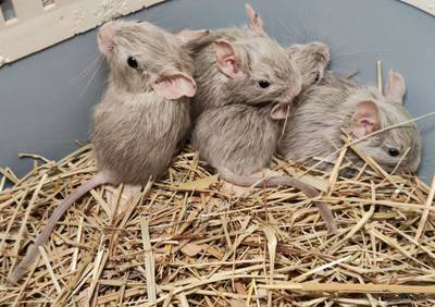 Osmák Degu