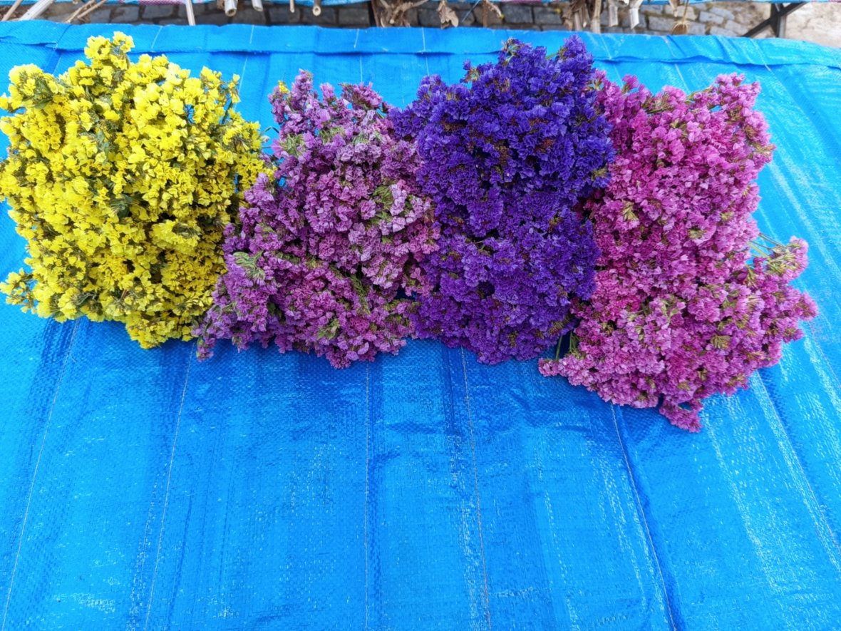 BAREVNÁ STATICE-LIMONKA