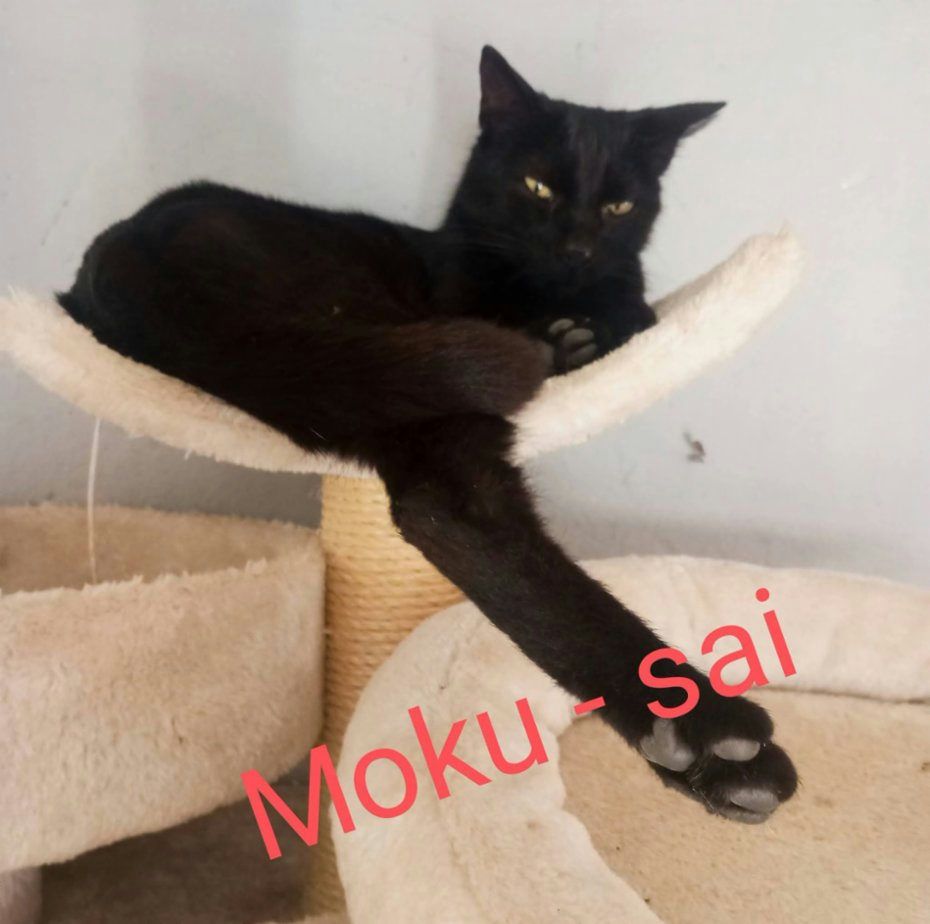 Kočka domácí