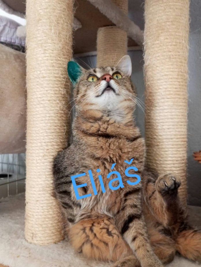 Kočka domácí
