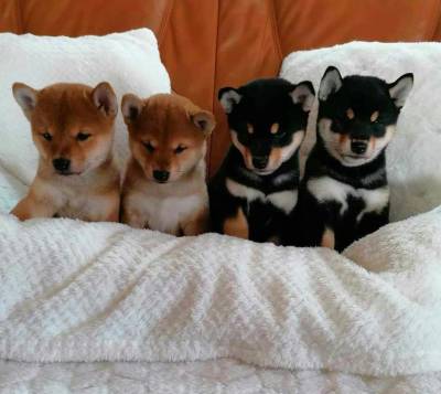 Shiba Inu