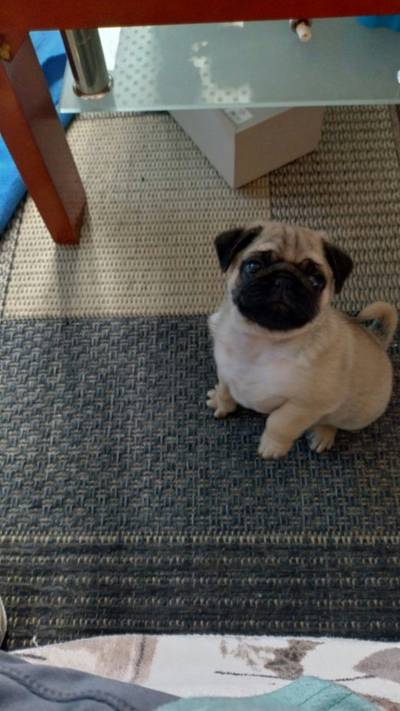 Mops béžový