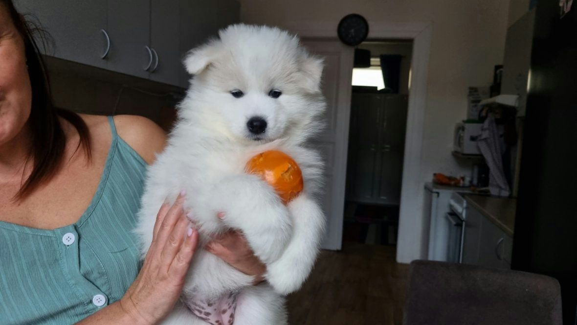 Štěňátka Samojeda