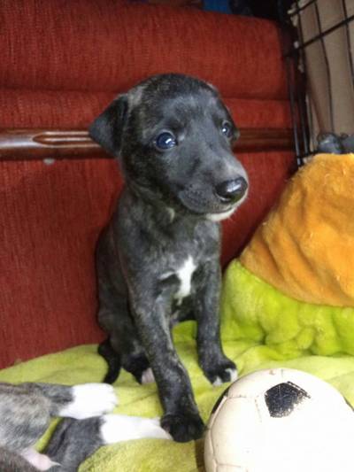 Whippet pejsek po obou rodičích s PP fci