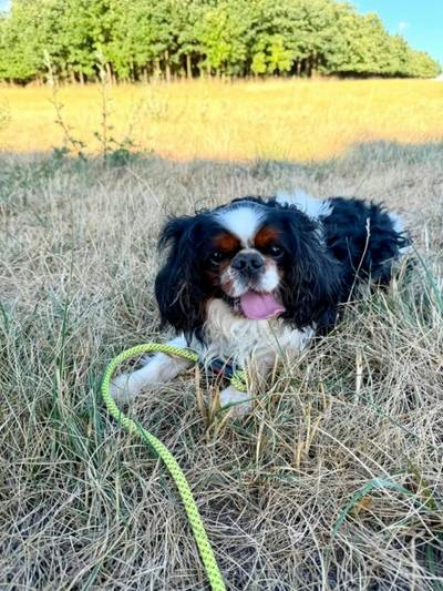 King Charles španěl