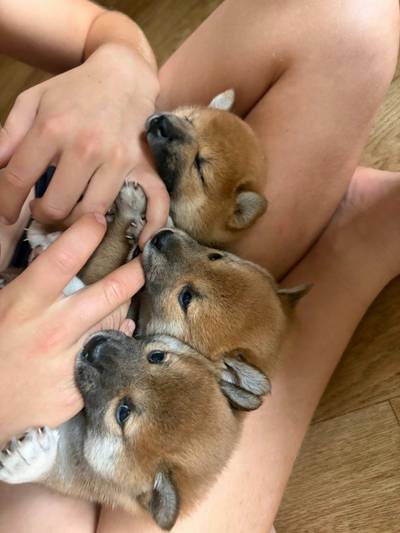 Shiba inu štěně