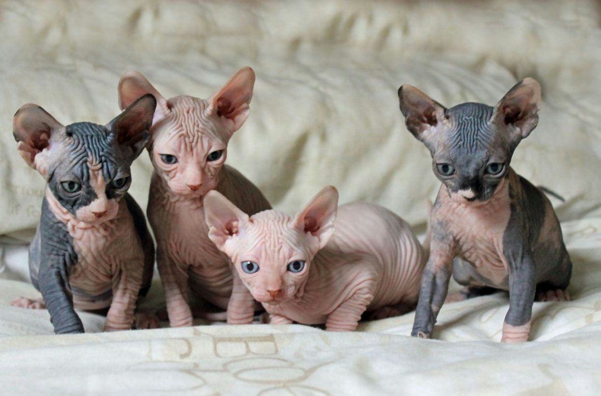 Kanadský Sphynx.
