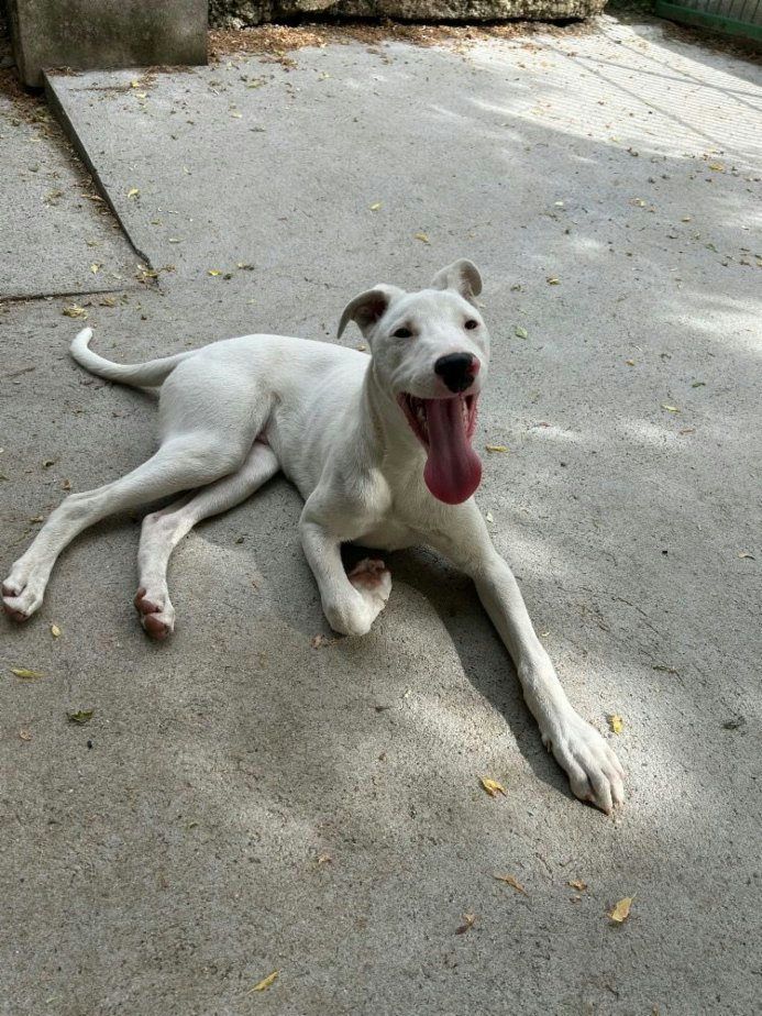 Anglický chrt (Greyhound)