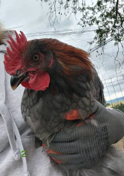 Kohouti Marans
