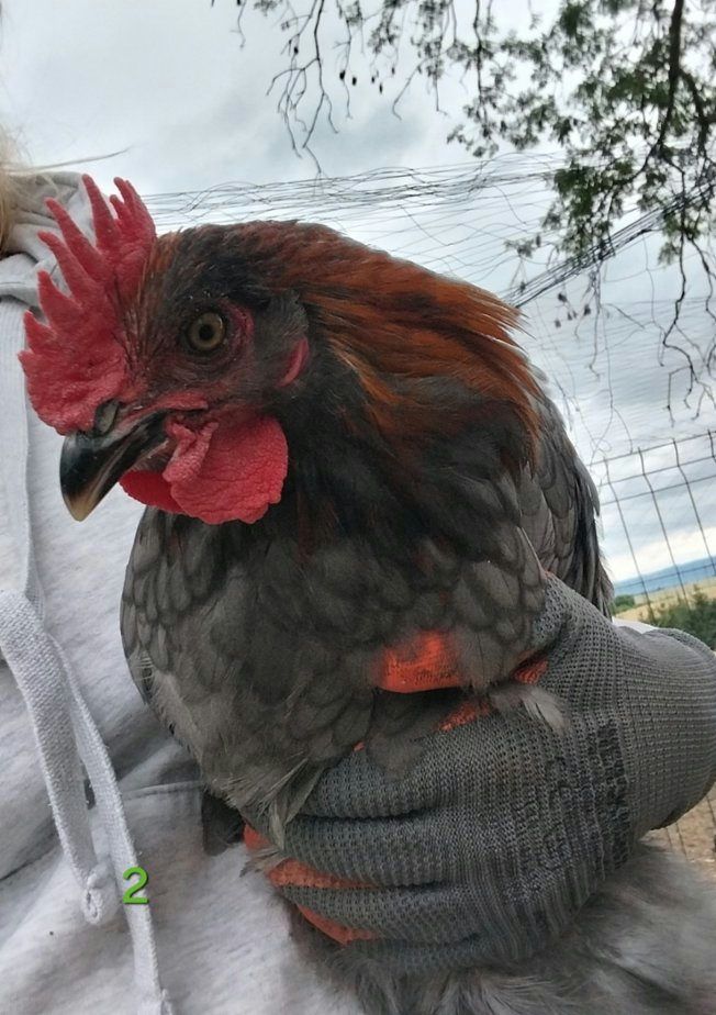 Kohouti Marans