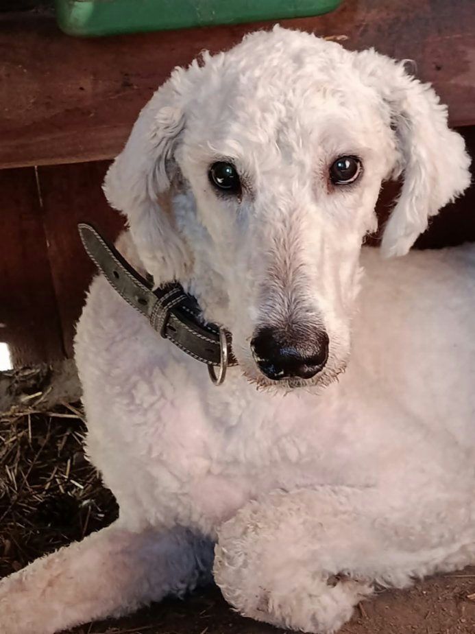 Komondor