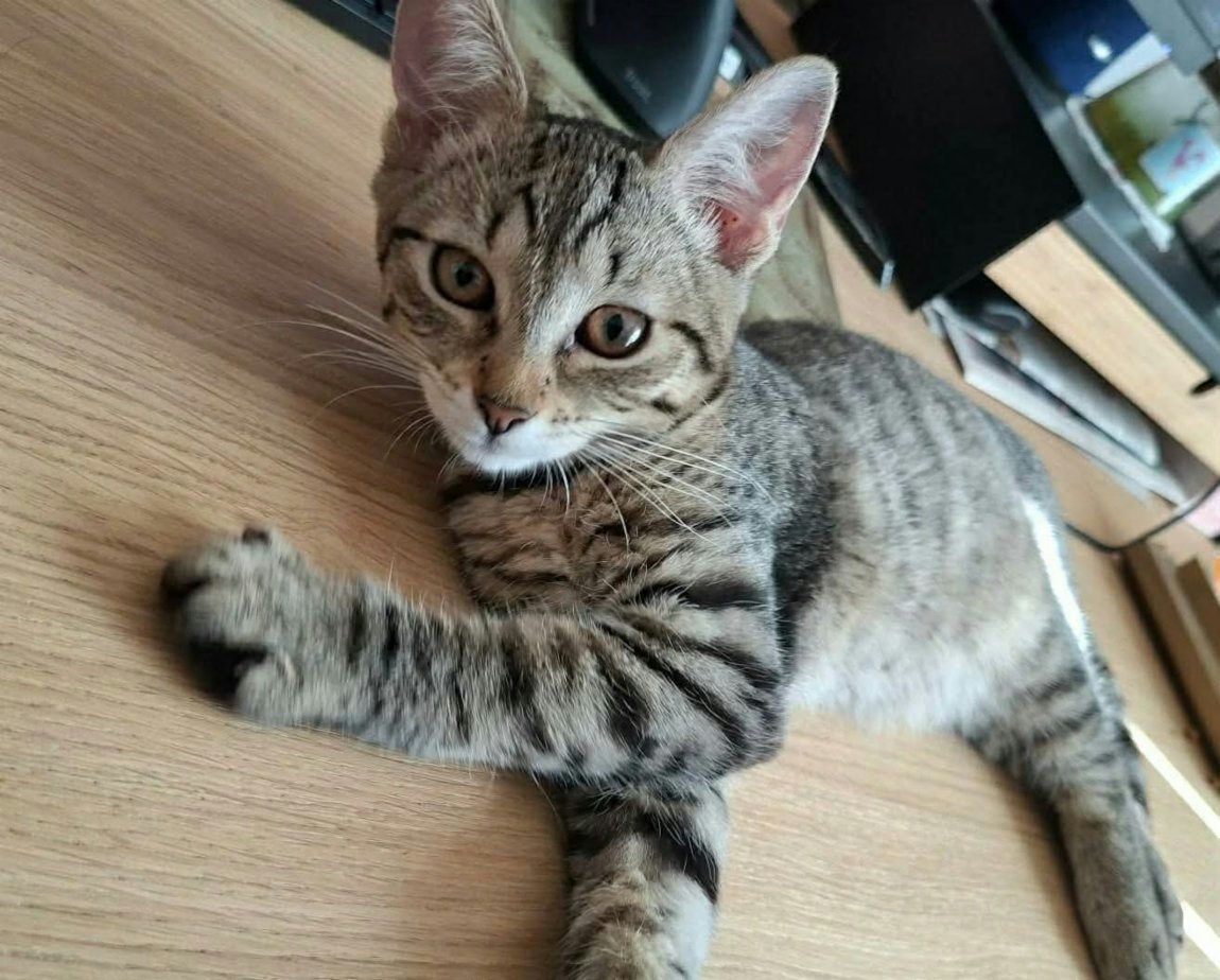 Kočka domácí