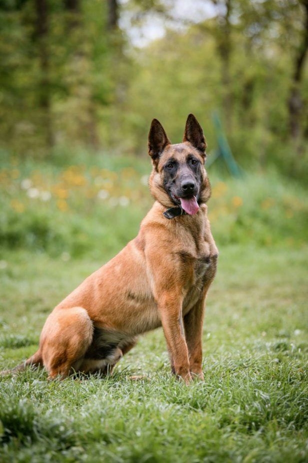 Belgický ovčák – Malinois