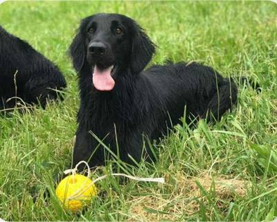 Flat coated retriever s PP štěňatka