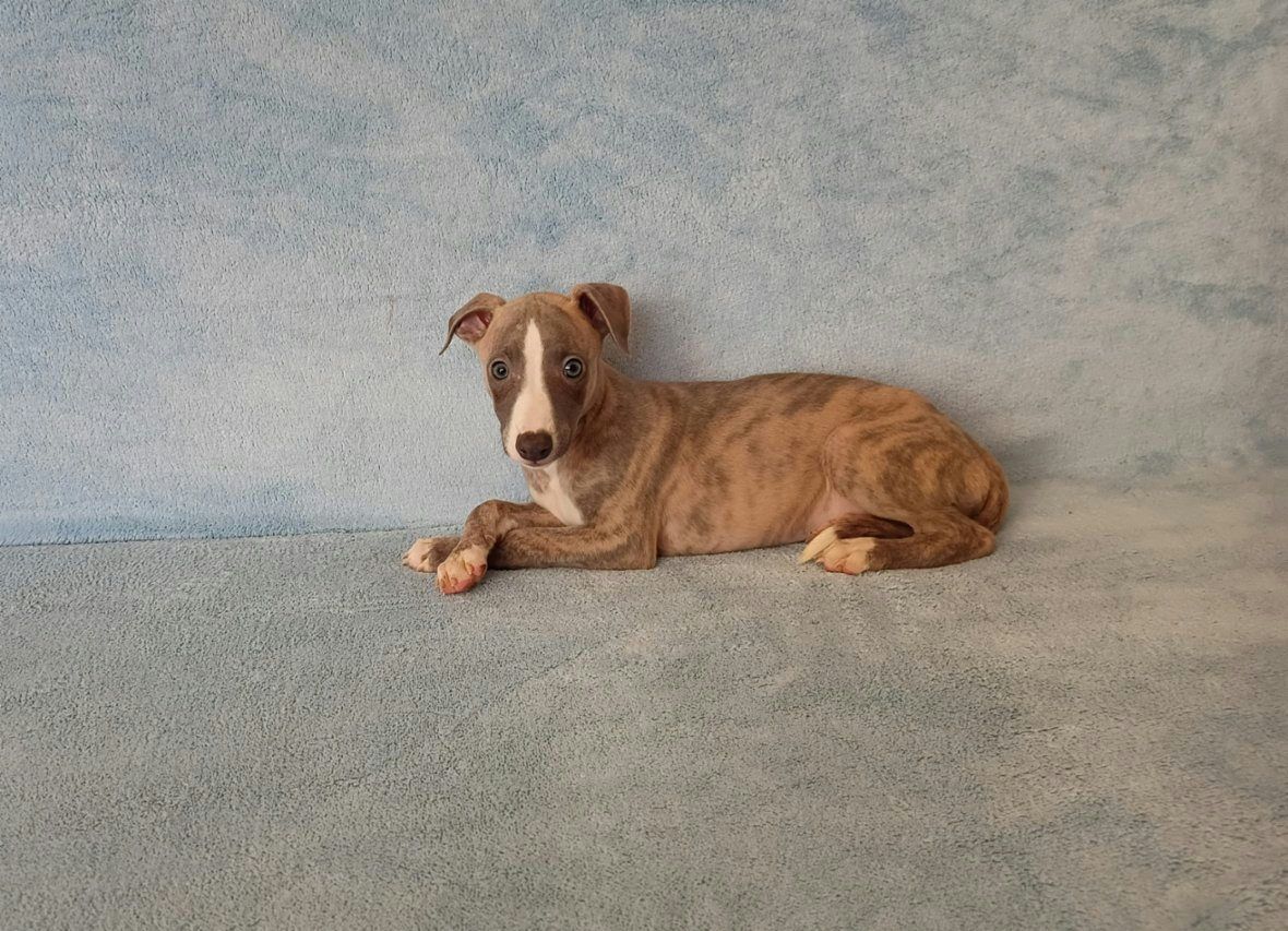 Whippet /Vipet/ - pejsci bez pp