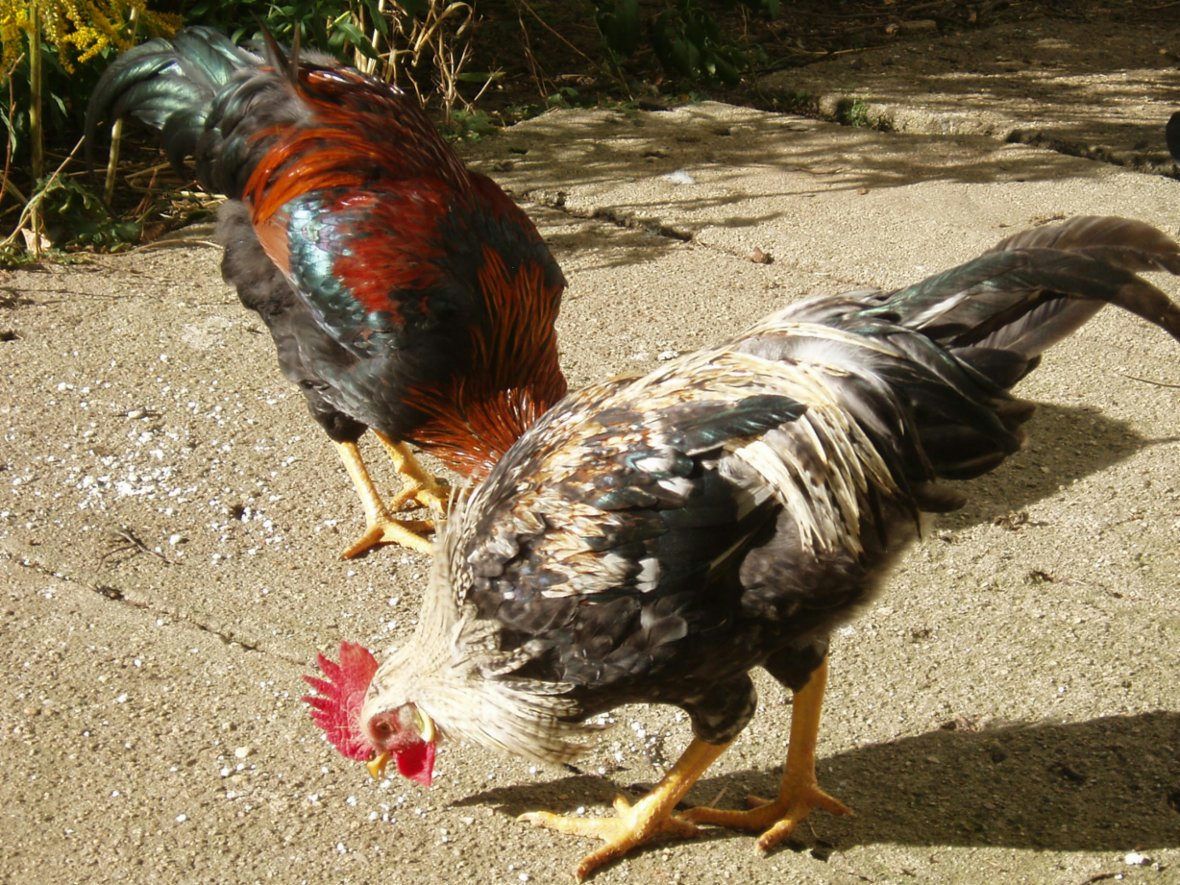 Kohout do chovu