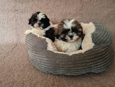 Shih - tzu - štěňátka bez pp