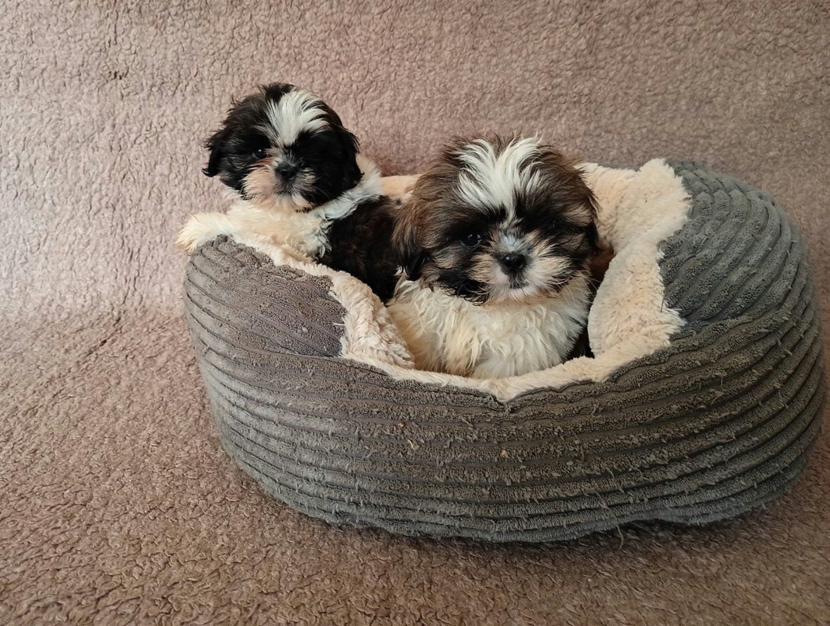 Shih - tzu - štěňátka bez pp