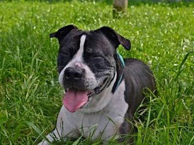 Americký pitbulteriér