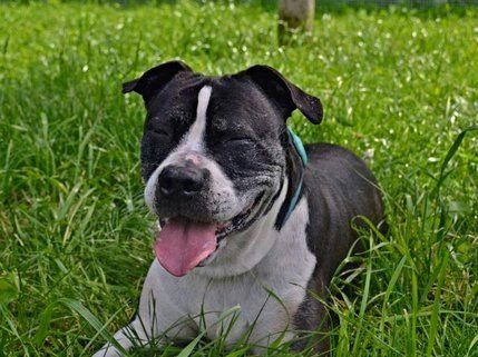 Americký pitbulteriér