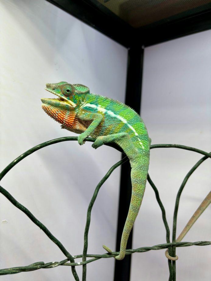 Nabízím mláďata chameleona pardálího