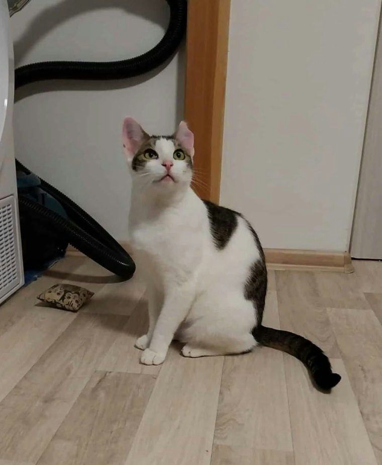 Kočka domácí