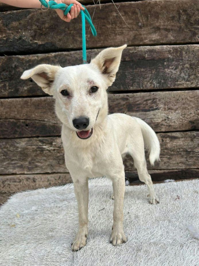 Pes z útulku