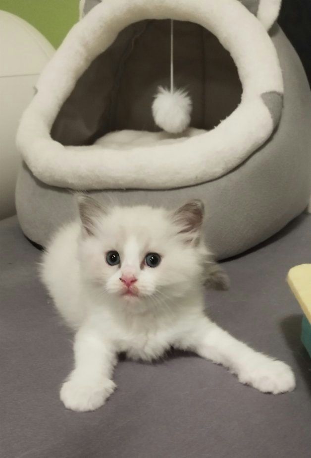 Ragdoll koťátka