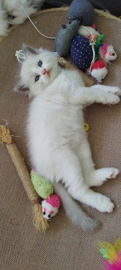 Ragdoll koťátka