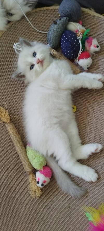 Ragdoll koťátka