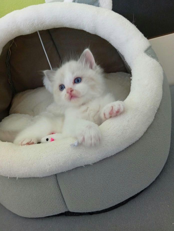 Ragdoll koťátka