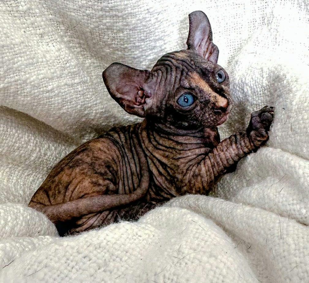 Krásná koťátka sphynxe