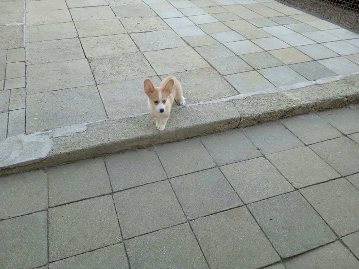 Welsh Corgi