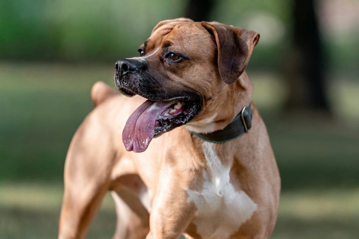 Americký pitbulteriér