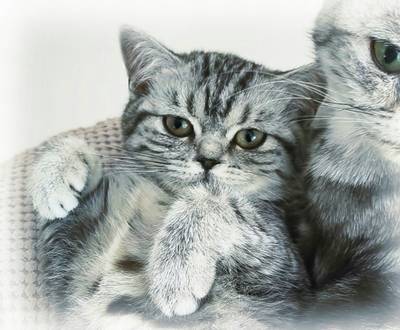 Britská stříbřitá s kresbou - whiskas