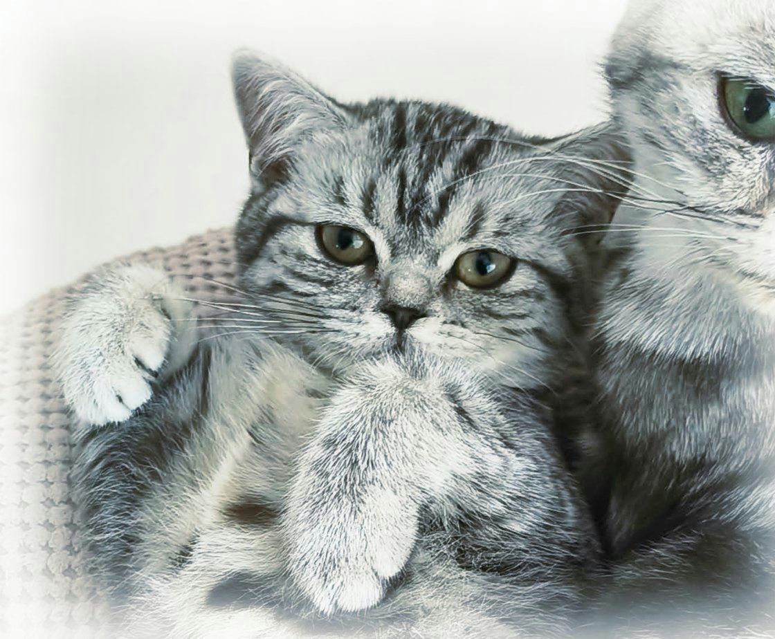 Britská stříbřitá s kresbou - whiskas