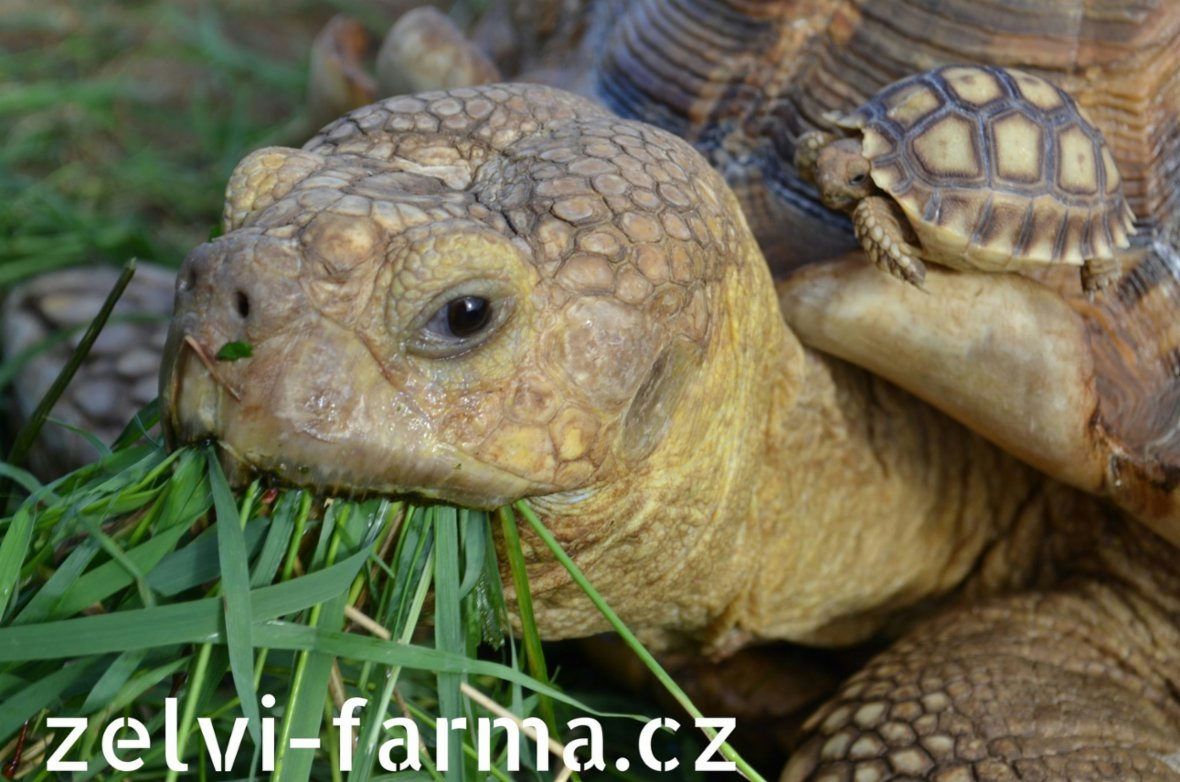 SUCHOZEMSKÉ ŽELVY OSTRUHATÉ – odchov